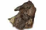 Fossil Dinosaur Bone Section on Sandstone - Wyoming #316929-3
